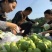 番石榴苗