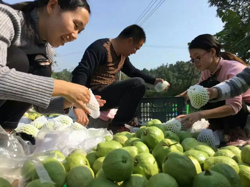 番石榴苗