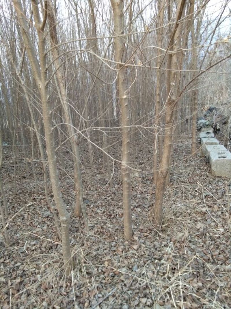 小叶榆树2~4cm4cm以下2.5~3m