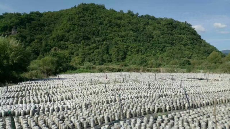 黑木耳一级