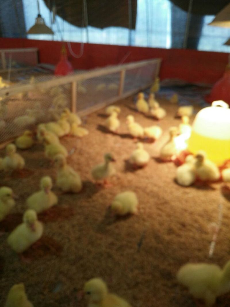 泰州白鹅鹅苗250g以下