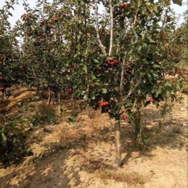 山楂树1-5公分清地处理，一棵也是批发价格！