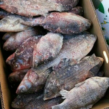 鲫鱼食用
