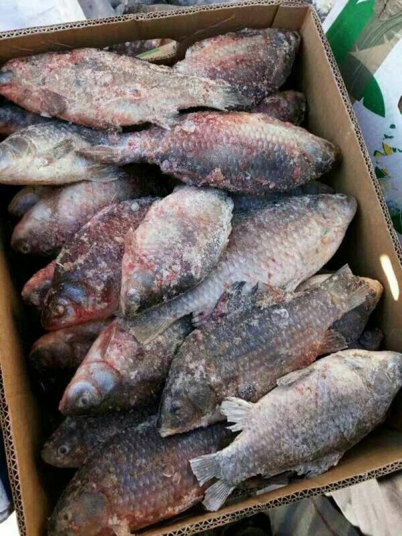 鲫鱼食用