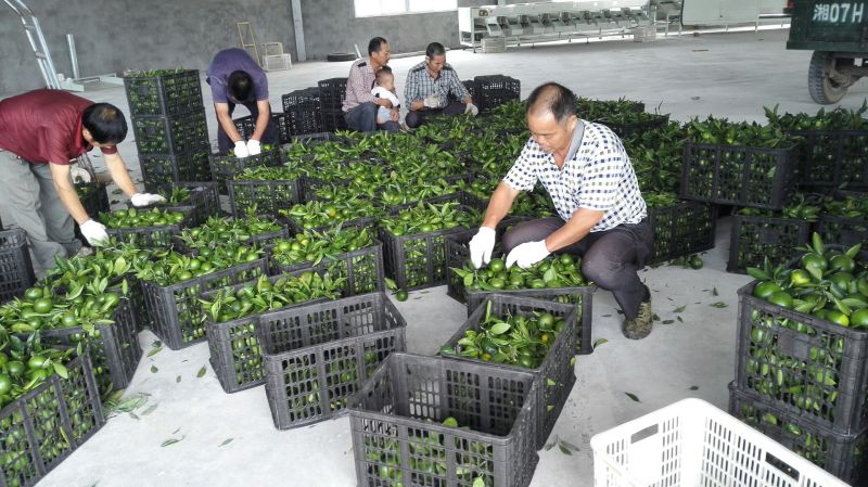 常德柑桔，优质超甜优质蜜橘，包吃往代办一条龙服务