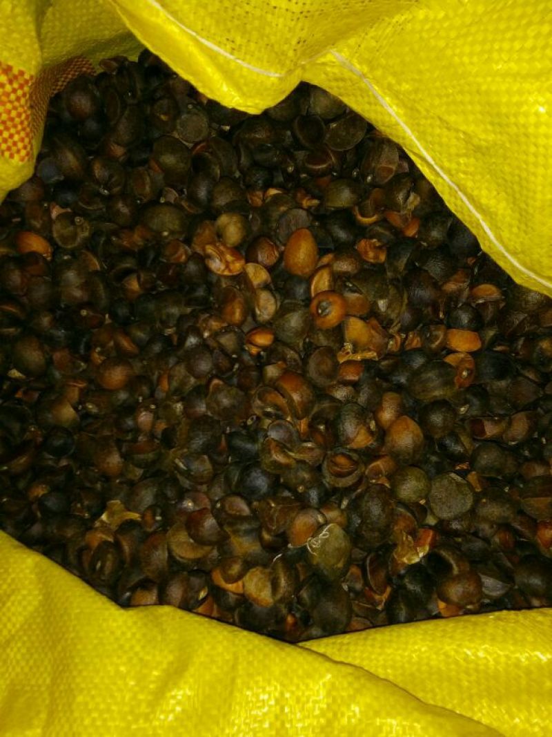 油菜籽1