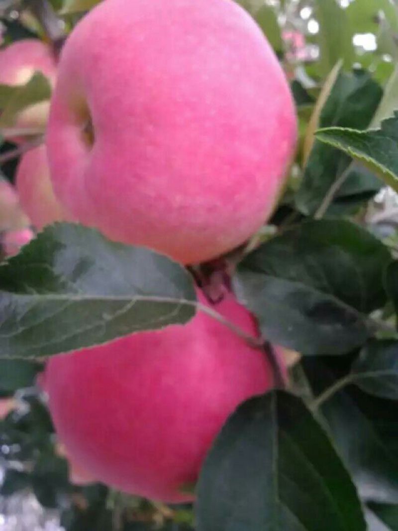 苹果纸+膜袋