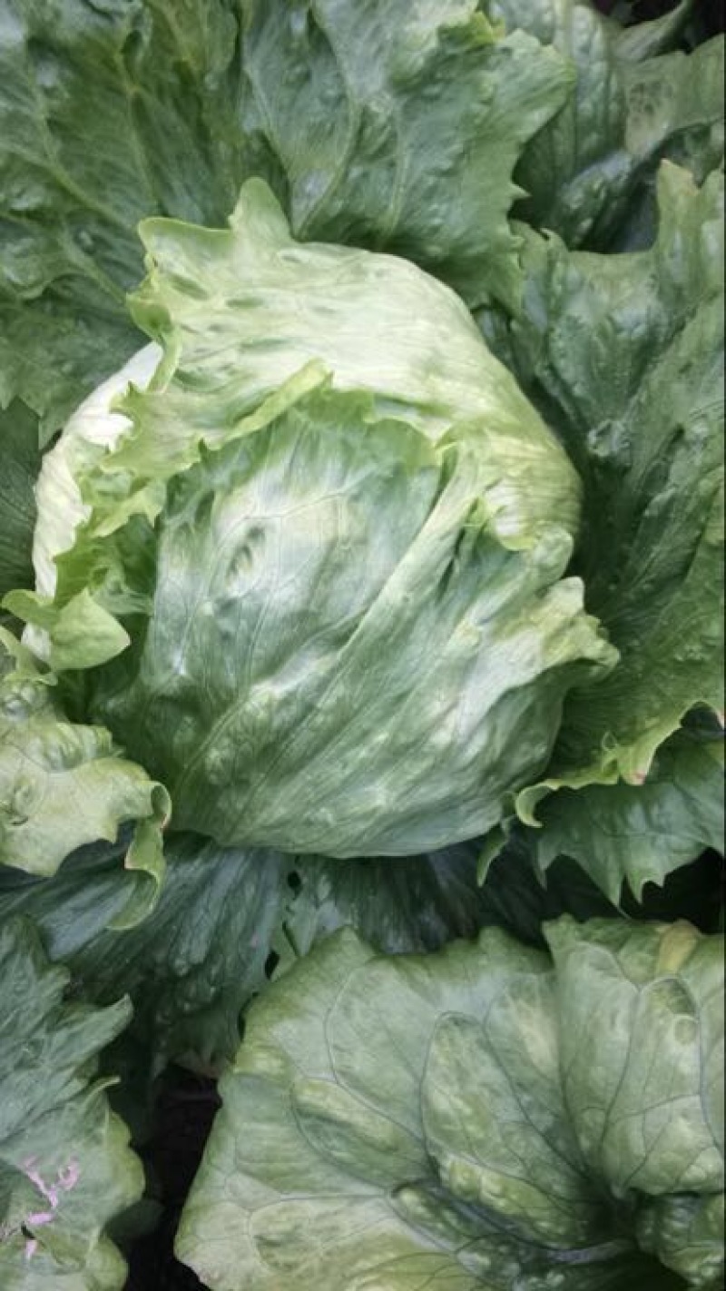结球生菜，平均一斤以上