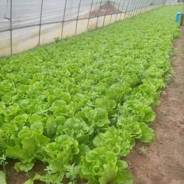 意大利生菜6两~7两
