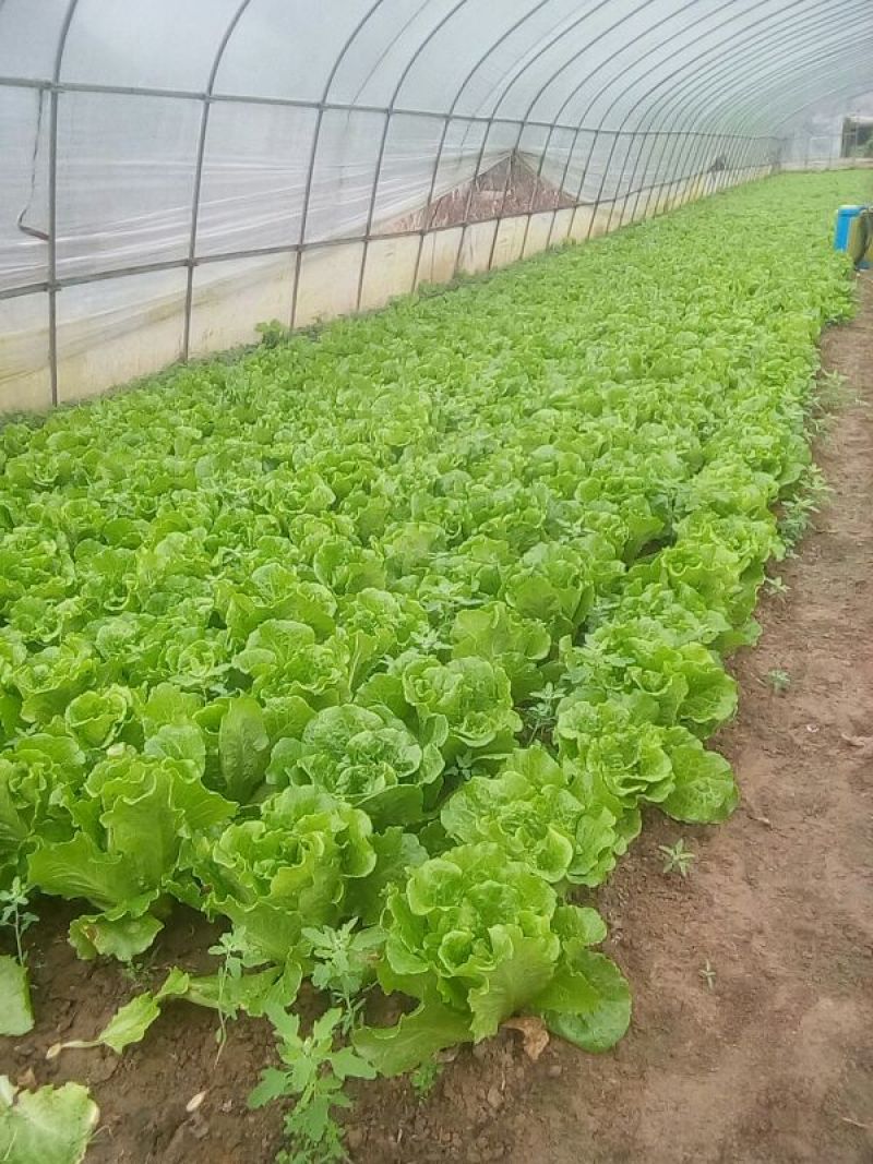 意大利生菜6两~7两