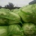 【白菜】山西竹筒白菜绿60白菜原产地直发