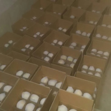 酥梨550~600g纸袋