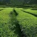 观音茶