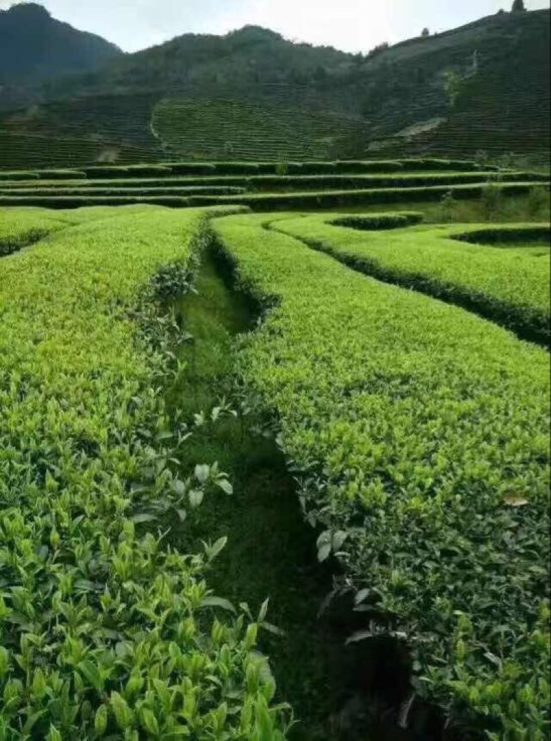 观音茶