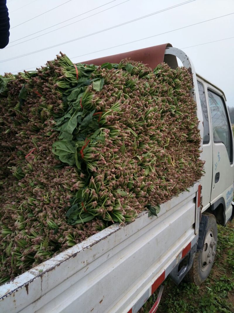 大叶菠菜15~20厘米