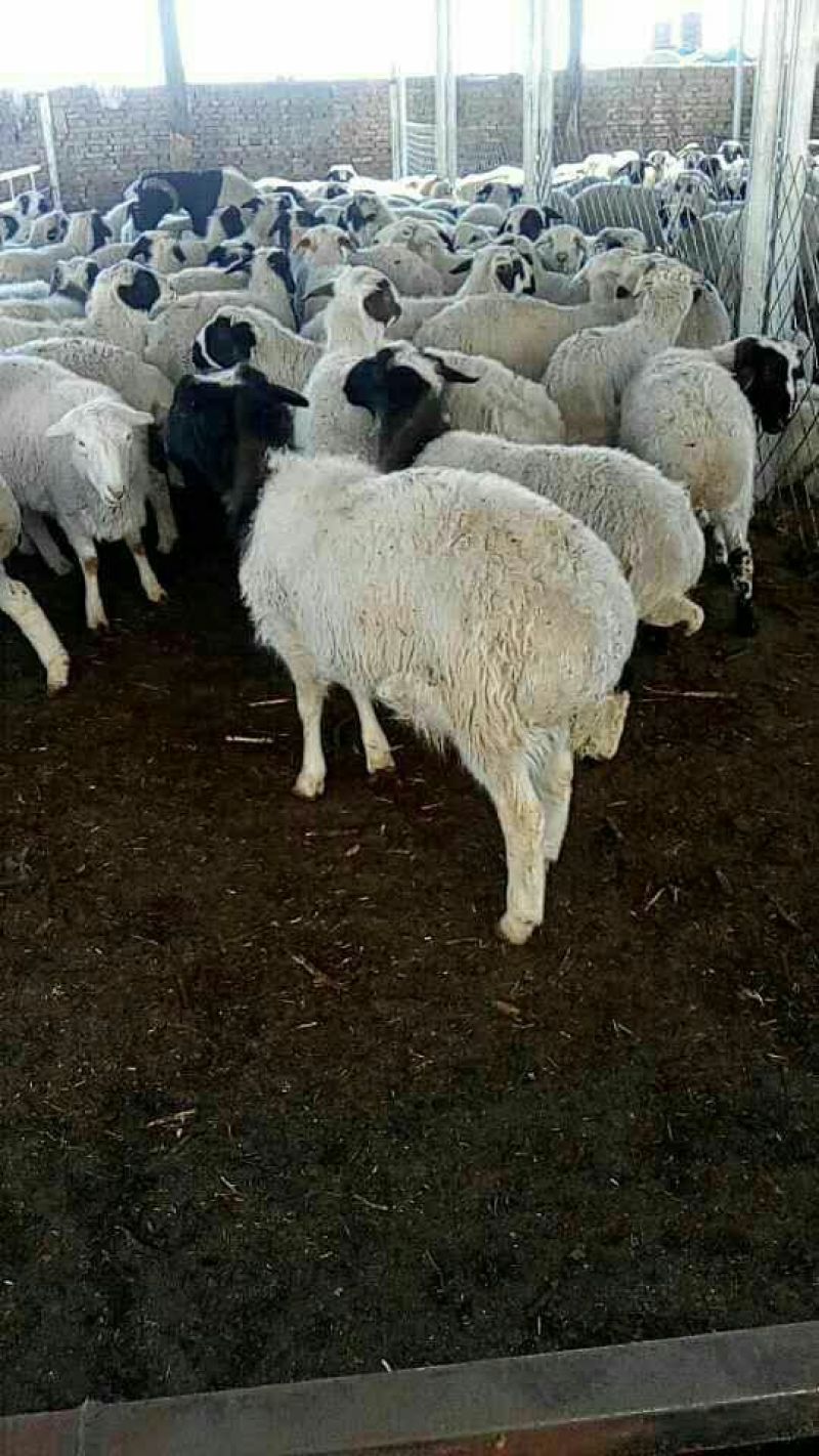 肉羊