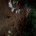 脱温鸡1斤以上