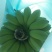 苹果蕉八成熟