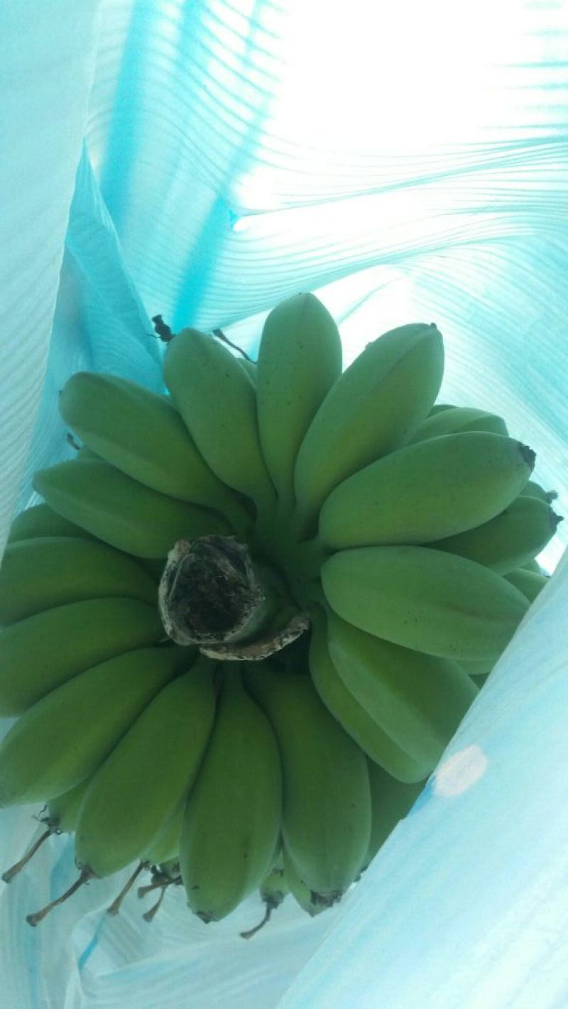 苹果蕉八成熟