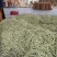 九粒白芸豆20cm以上