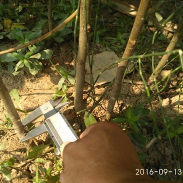 拐枣树苗80~110cm