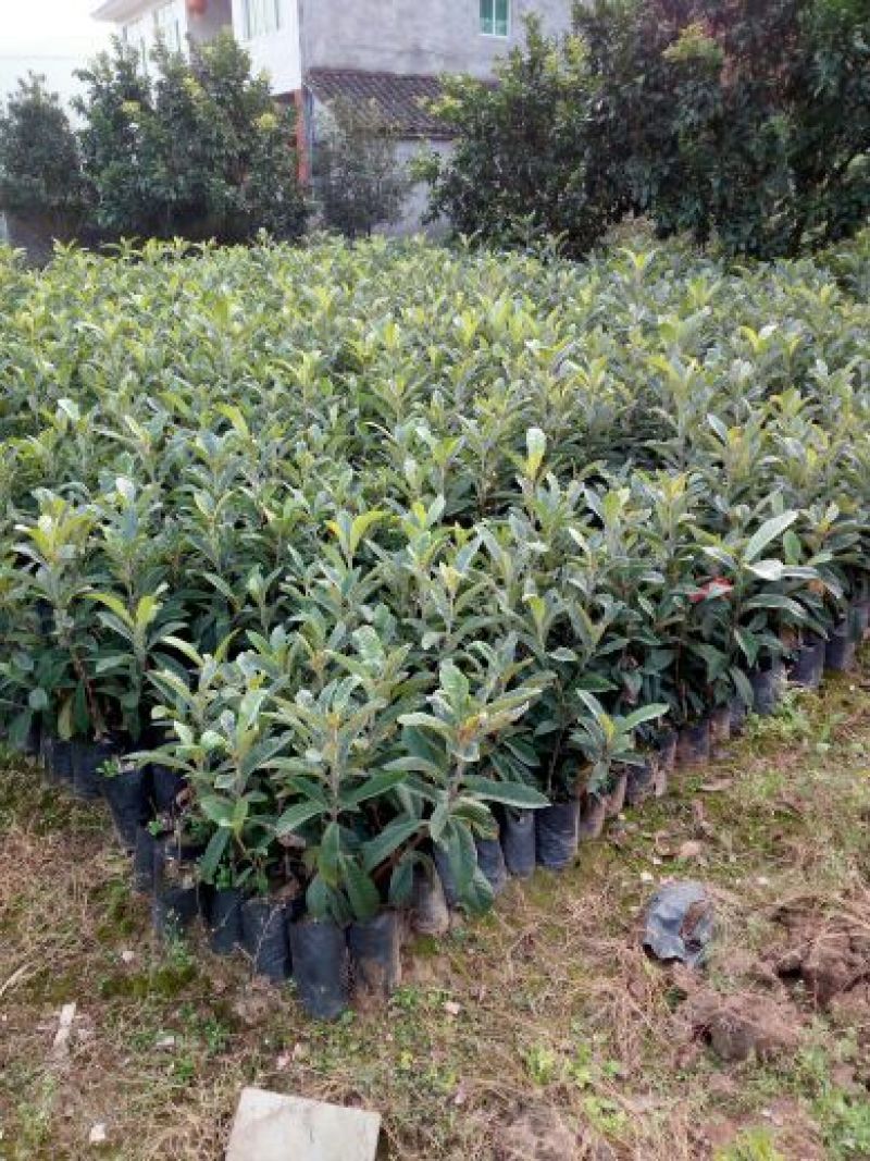 枇杷树苗30~50cm