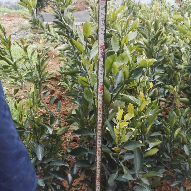 出售不知火丑柑凸顶柑柑橘嫁接苗苗高45-65cm