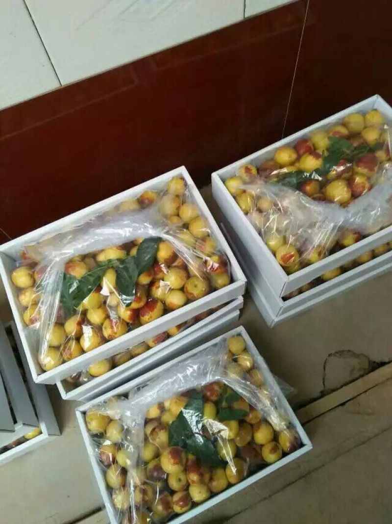 【精品】陕西冬枣价格低，产地批发超市电商可看货