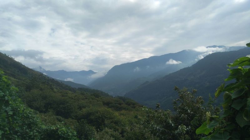 板栗炒栗种大粒
