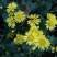 野菊花统货
