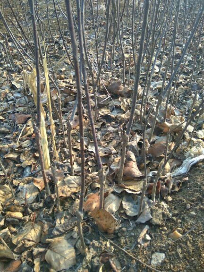 红富士苹果树苗乔华红富士苹果苗苹果苗苹果苗育苗基地