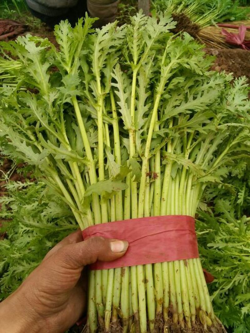茼蒿