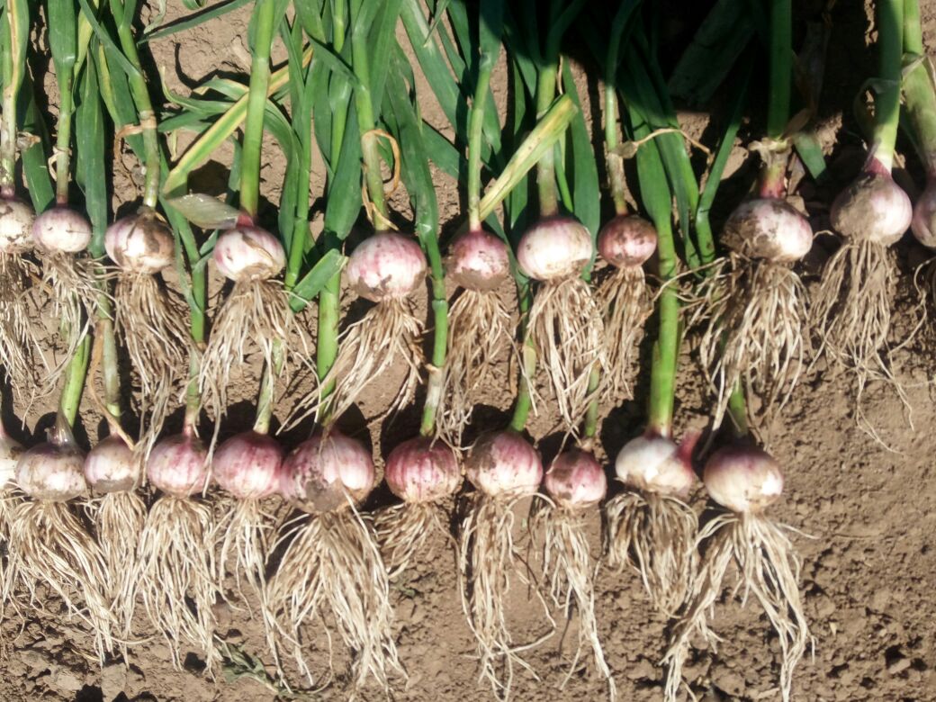 辽宁锦州市黑山县独头蒜 混级统货批发_王帆供