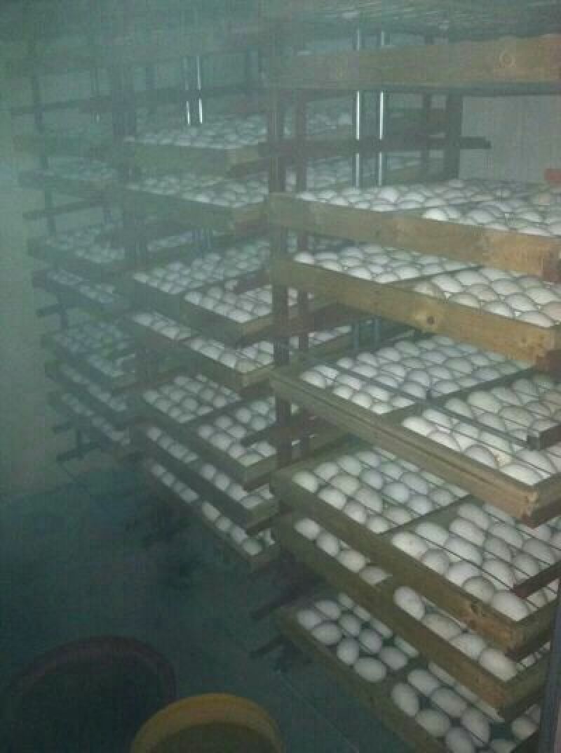 鹅苗250g以下