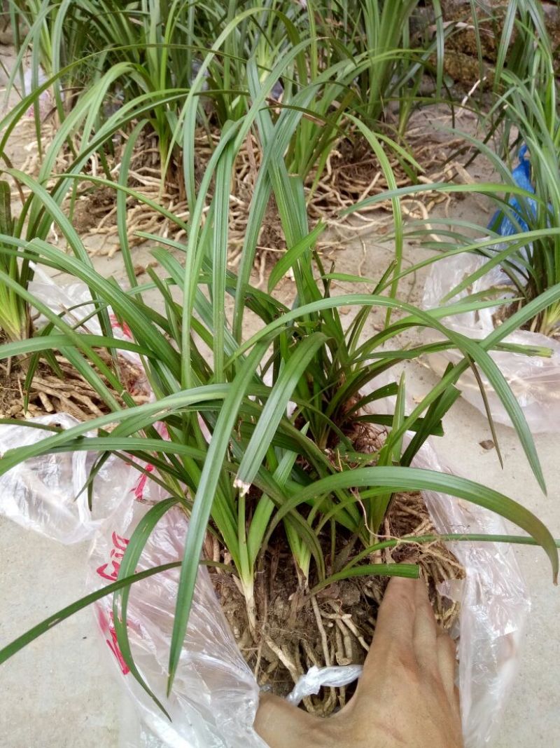 兰花不含盆
