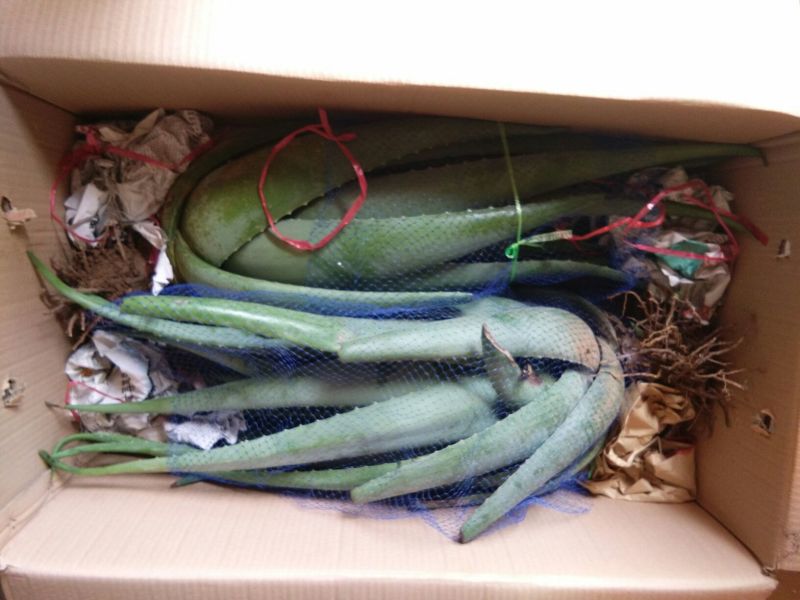 芦荟掌形20cm以上