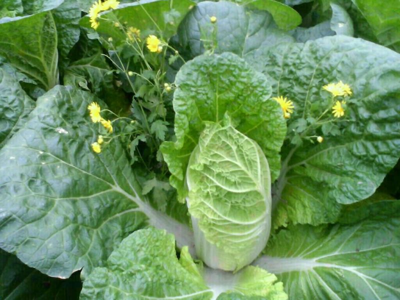大白菜