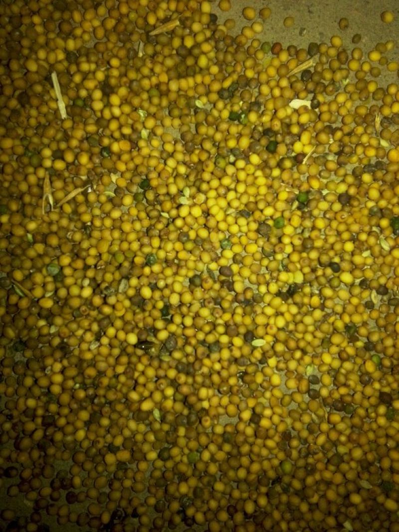 油菜籽1