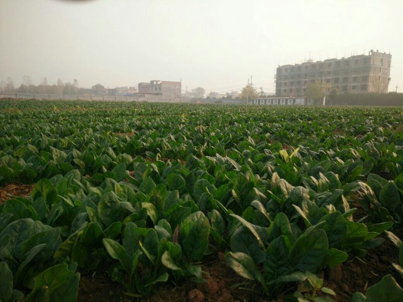 绿神菠菜15~20厘米