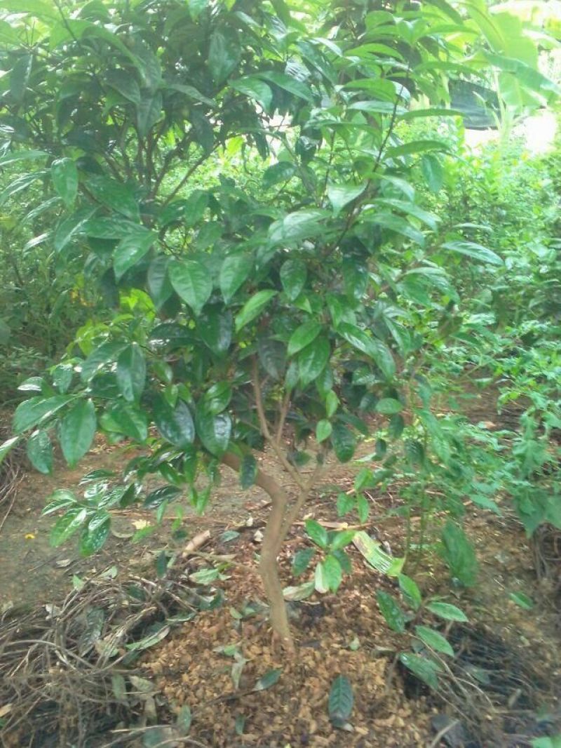 金花茶叶一级