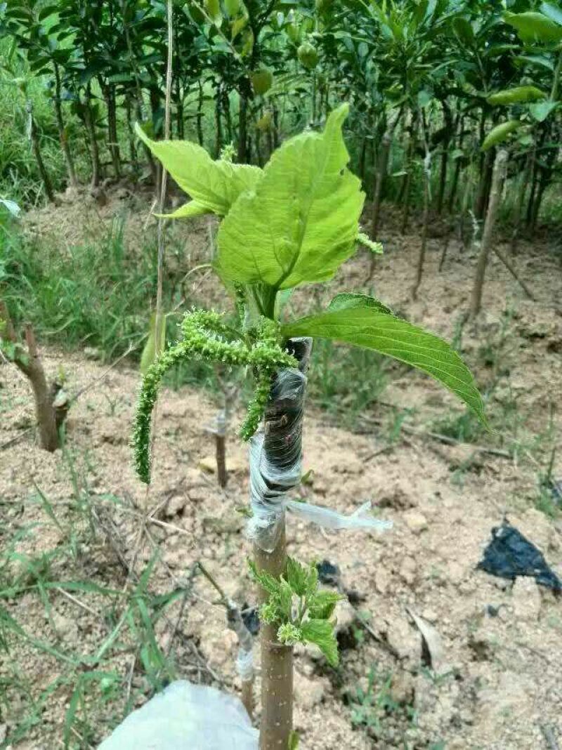 桑树苗50cm