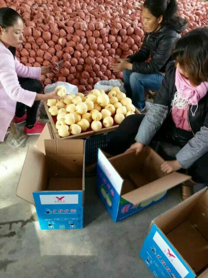 【优质】陕西蒲城酥梨，基地直发，纸袋150~200g