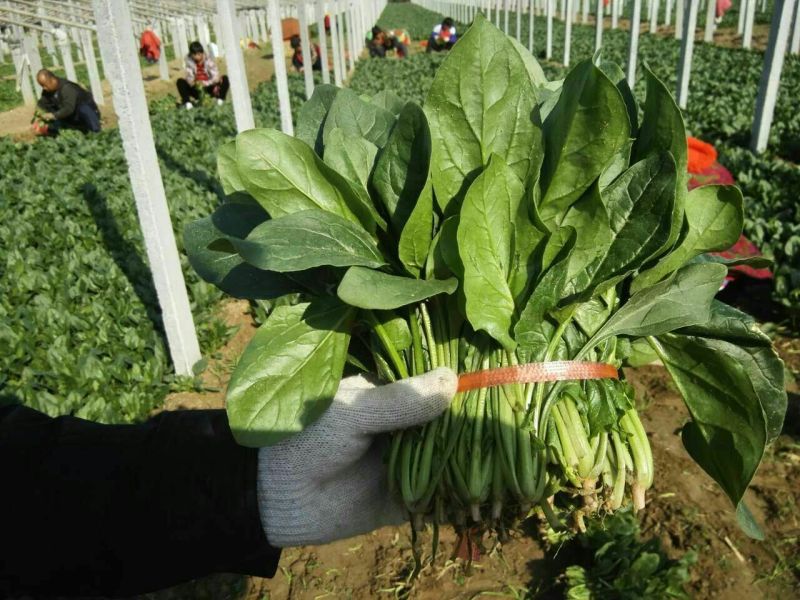 全能菠菜