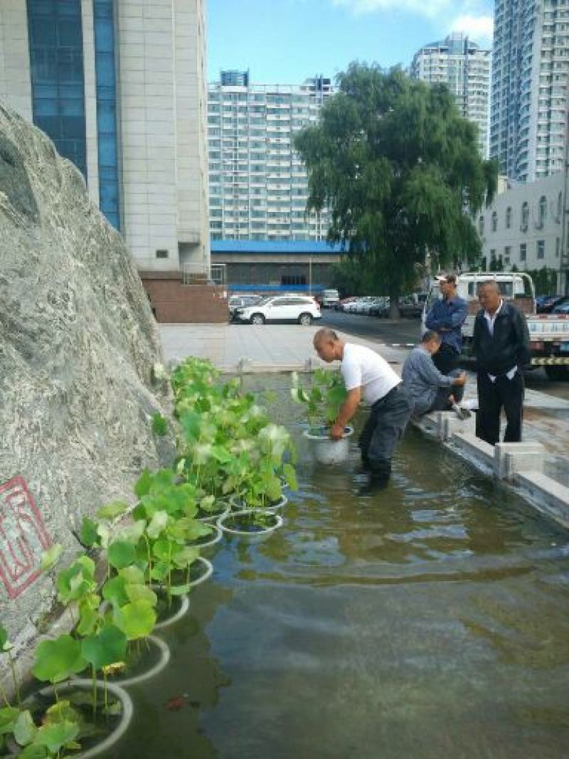 荷花40~50cm