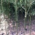 早园竹3~4m