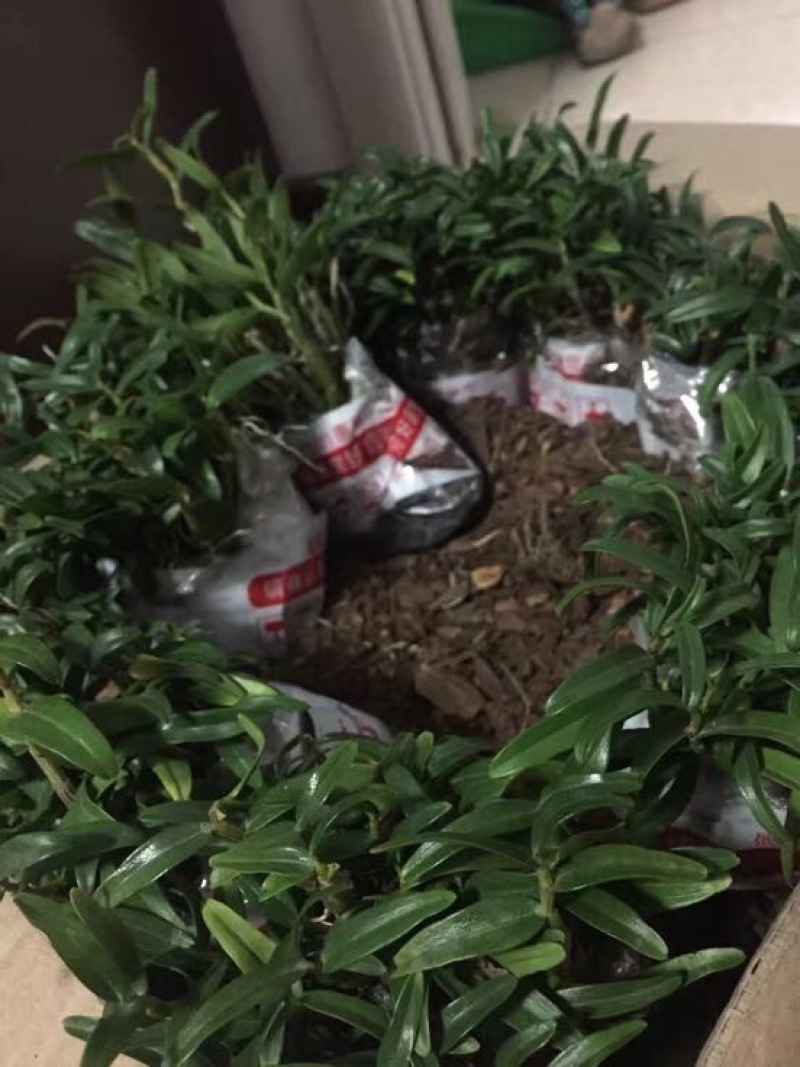 霍山铁皮石斛苗霍山米斛苗霍山石斛瓶苗石斛鲜条原产地发货