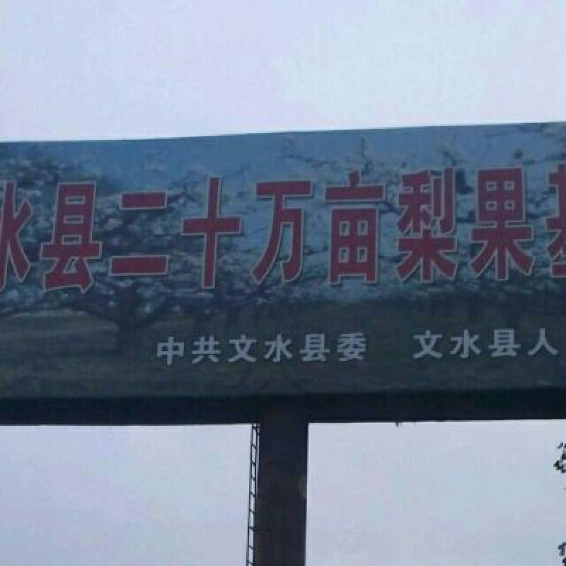山西吕梁文水产地大量供应酥梨(贡梨)