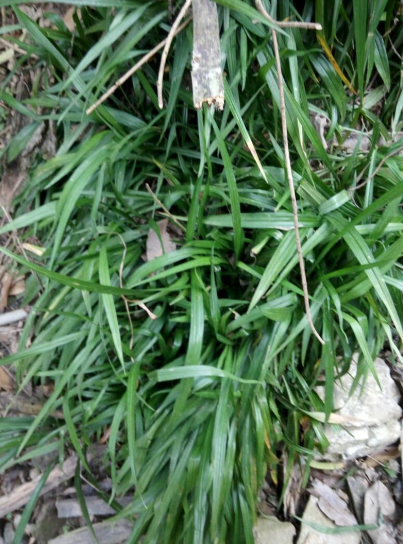 吉祥草、小竹根七、兰草
