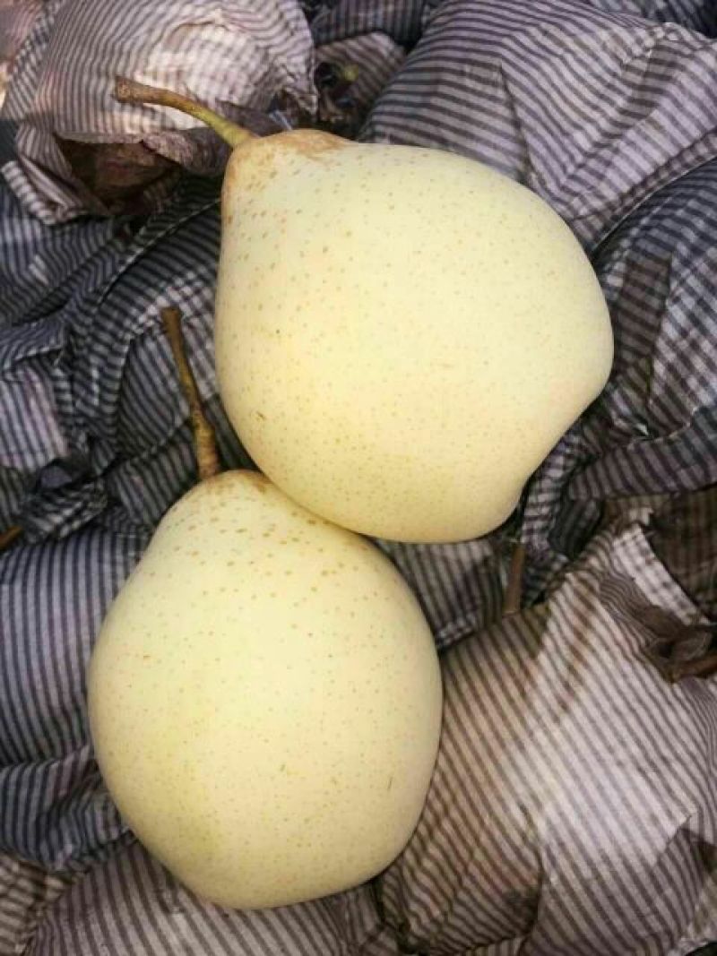鸭梨350~400g纸加膜