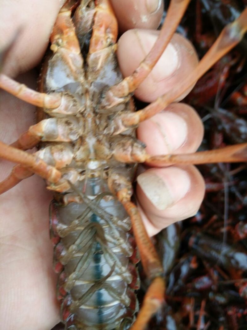 罗氏沼虾食用活虾